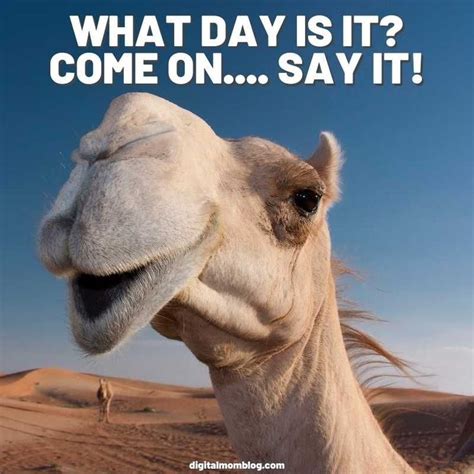 sexy happy hump day meme|The 16 Best Hump Day Memes